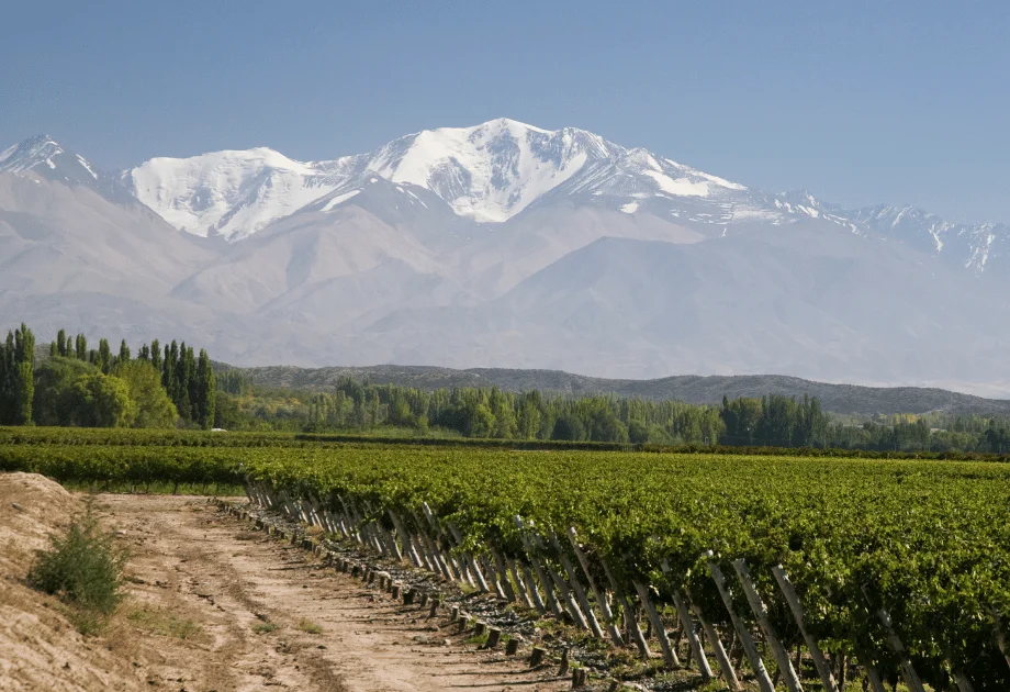 Mendoza Argentina, vinícola e uvas