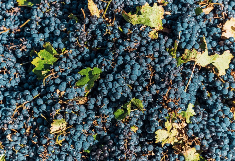 Uvas de Mendoza